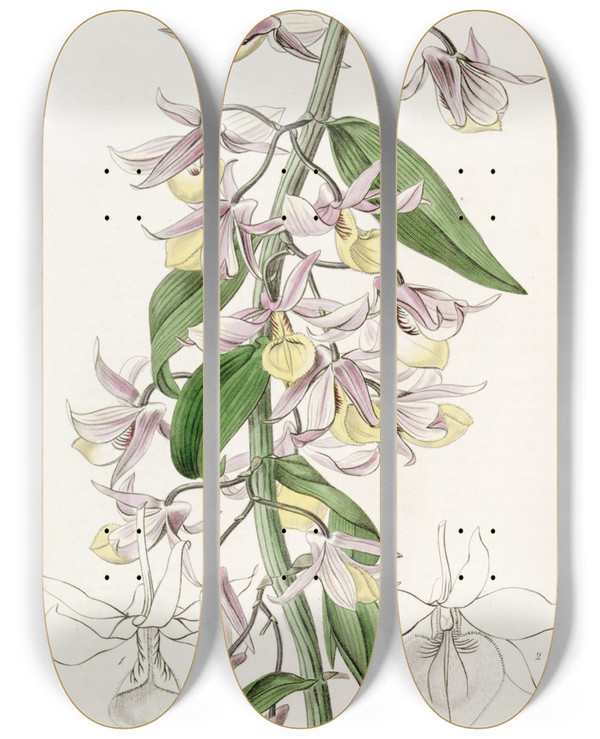 Triptych art skateboard deck of Sydenham Edwards Mr Pierards Dendrobium by Sydenham Edwards (1768-1819)