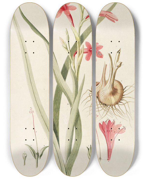 Triptych art skateboard deck of Georg Dionysius Ehret Meriana by Georg Dionysius Ehret (1708-1770)
