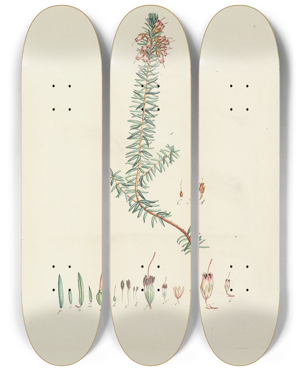 Triptych art skateboard deck of Carl Christoph Oelhafen Von Schllenbach Abbildung Der Wilden Bume Stauden Und Buschgewchse Pl154 by Carl Christoph Oelhafen Von Schollenbach (1709-1785)