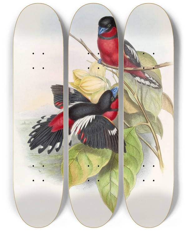 Triptych art skateboard deck of John Gould Allied Eurylaime by John Gould (1804-1881)