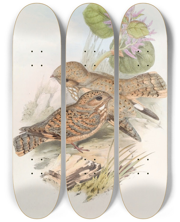 Triptych art skateboard deck of John Gould Mahratta Nightjar by John Gould (1804-1881)