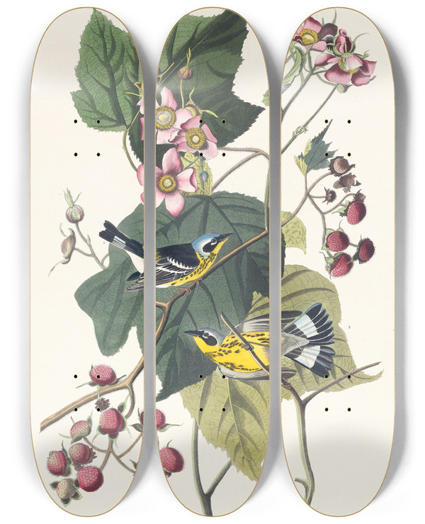 Triptych art skateboard deck of John James Audubon Black And Yellow Warbler by John James Audubon (1785-1851)