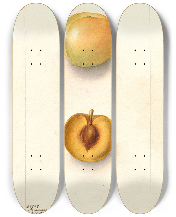 Triptych art skateboard deck of Deborah Griscom Passmore Prunus Domestica Normand by Deborah Griscom Passmore (1840-1911)
