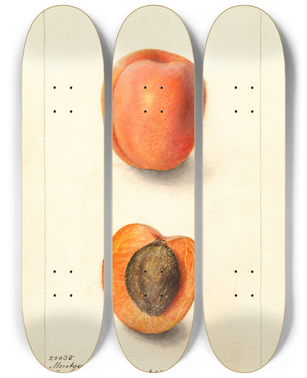 Triptych art skateboard deck of Deborah Griscom Passmore Prunus Domestica Montgamet by Deborah Griscom Passmore (1840-1911)
