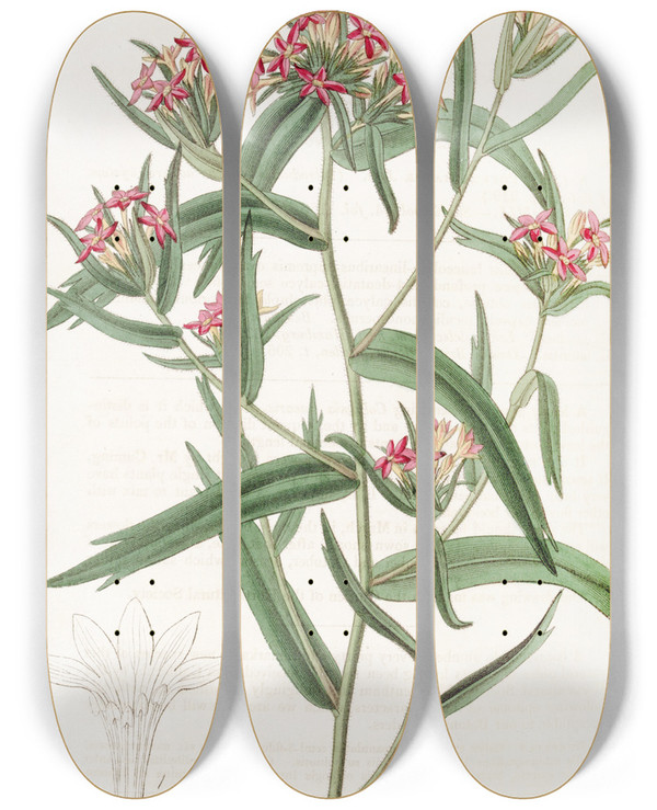 Triptych art skateboard deck of Sydenham Edwards Brickred Collomia by Sydenham Edwards (1768-1819)