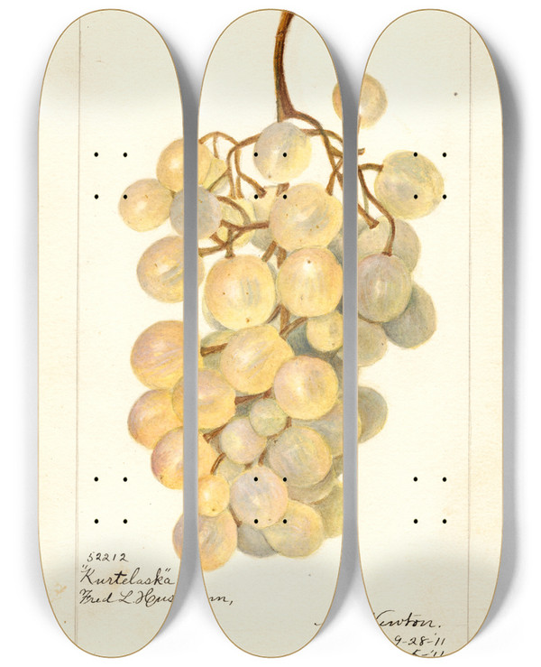 Triptych art skateboard deck of Amanda Almira Newton Vitis Kurtelaska by Amanda Almira Newton (1860-1943)