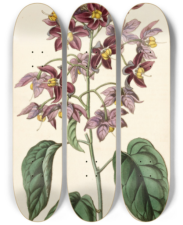 Triptych art skateboard deck of Sydenham Edwards Largeanthered Bittersweet by Sydenham Edwards (1768-1819)