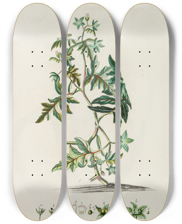 Triptych art skateboard deck of Georg Dionysius Ehret Ellisia by Georg Dionysius Ehret (1708-1770)