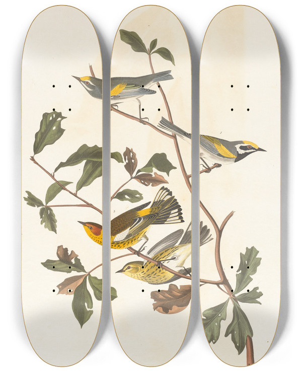 Triptych art skateboard deck of John James Audubon Goldenwinged Warbler by John James Audubon (1785-1851)