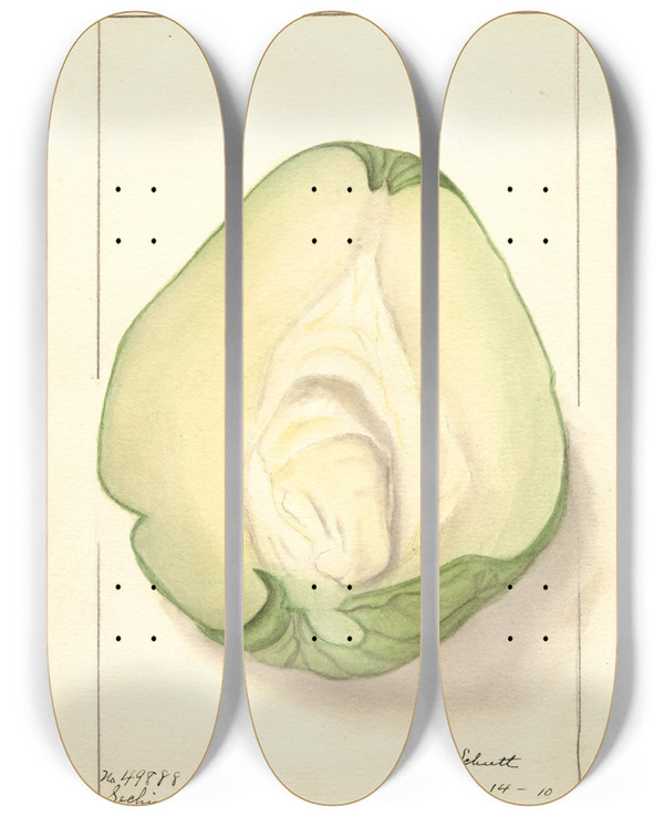 Triptych art skateboard deck of Ellen Isham Schutt Sechium Edule_1 by Ellen Isham Schutt (1873-1955)