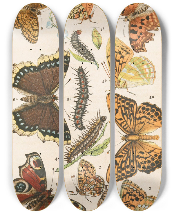 Triptych art skateboard deck of Adolf Speyer Deutsche Schmetterlingskunde Fr Anfnger Nebst Einer Anleitung Zum Sammeln Pl01 by Adolf Speyer (1812-1892)