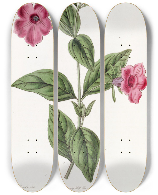 Triptych art skateboard deck of Sydenham Edwards Purple Petunia by Sydenham Edwards (1768-1819)