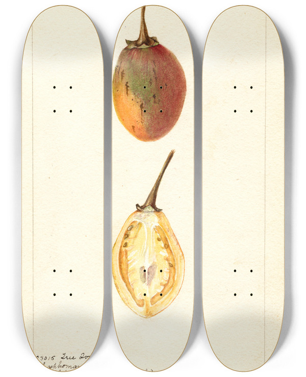 Triptych art skateboard deck of Bertha Heiges Solanum Betaceum by Bertha Heiges (1866-1956)