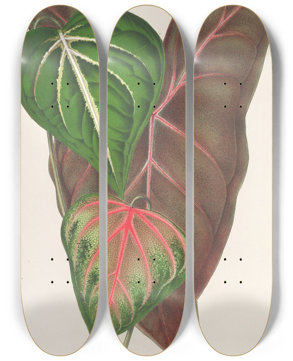 Triptych art skateboard deck of Charles Antoine Lemaire Caladium Varits by Charles Antoine Lemaire (1800-1871)