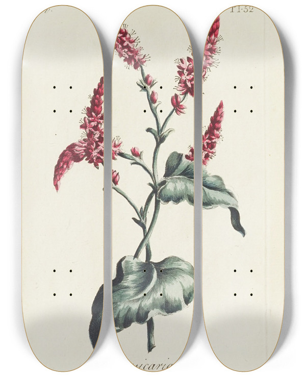 Triptych art skateboard deck of Carington Bowles Persicaria by Carington Bowles (1724-1793)