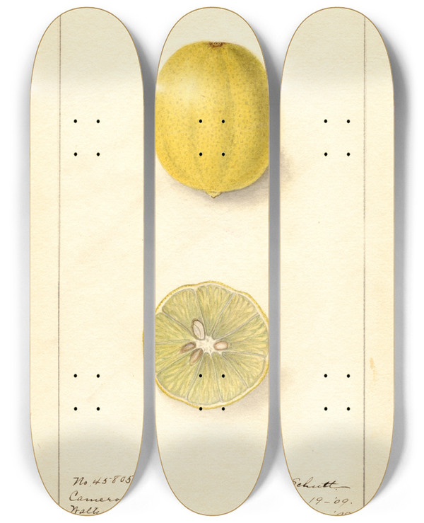 Triptych art skateboard deck of Ellen Isham Schutt Citrus Aurantiifolia Cameron by Ellen Isham Schutt (1873-1955)
