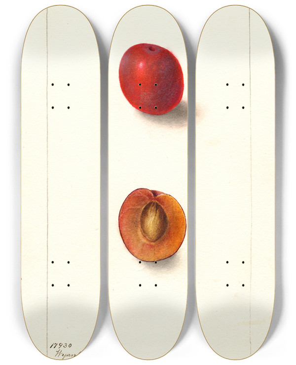 Triptych art skateboard deck of Deborah Griscom Passmore Prunus Domestica Wyant by Deborah Griscom Passmore (1840-1911)