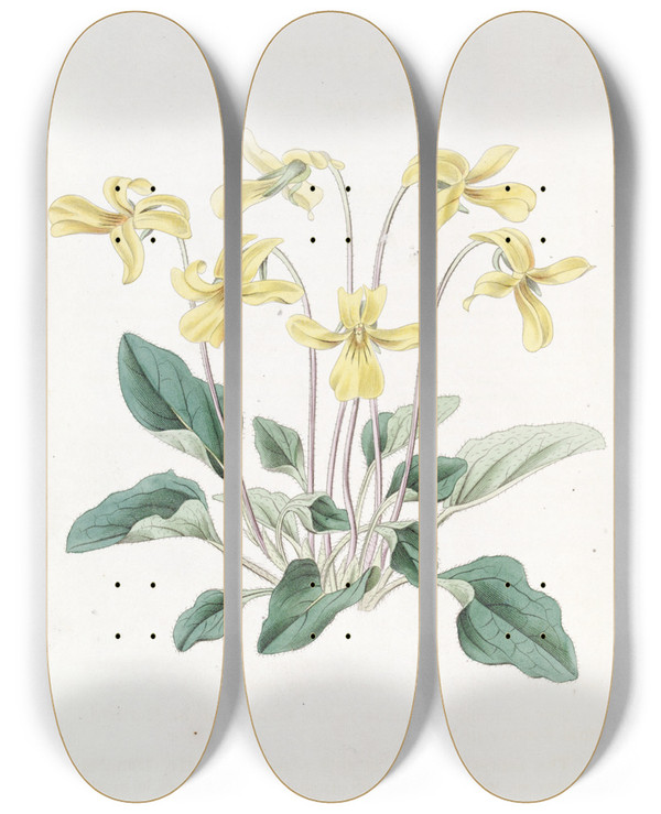 Triptych art skateboard deck of Sydenham Edwards Bittenrooted Violet by Sydenham Edwards (1768-1819)