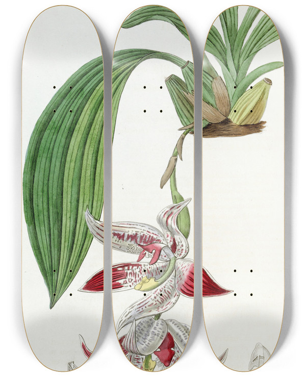 Triptych art skateboard deck of Sydenham Edwards Crested Maxillaria by Sydenham Edwards (1768-1819)