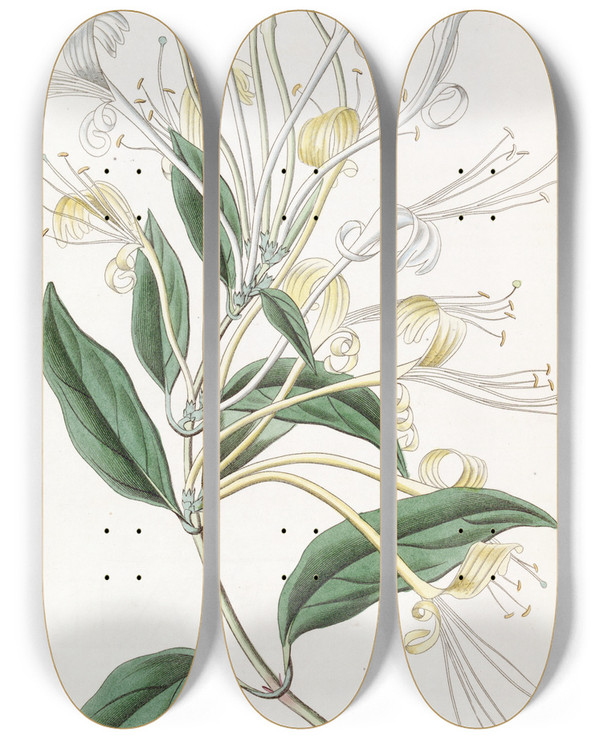 Triptych art skateboard deck of Sydenham Edwards Longflowered Honeysuckle by Sydenham Edwards (1768-1819)