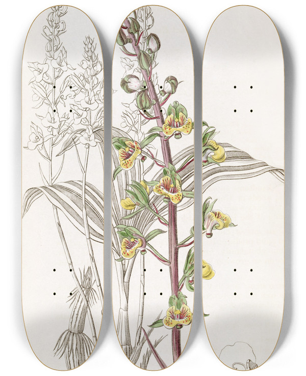 Triptych art skateboard deck of Sydenham Edwards Longspiked Eulophia by Sydenham Edwards (1768-1819)