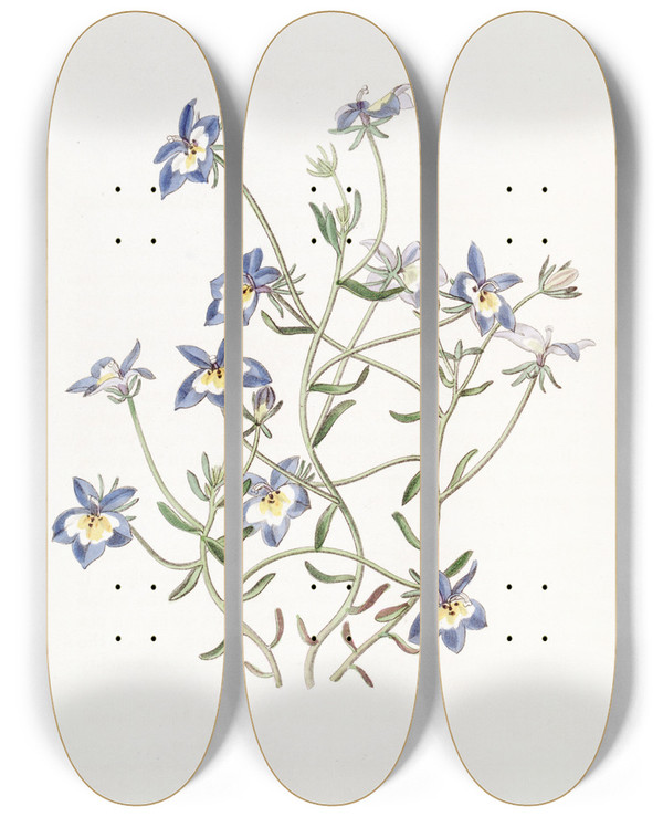 Triptych art skateboard deck of Sydenham Edwards Pretty Clintonia by Sydenham Edwards (1768-1819)