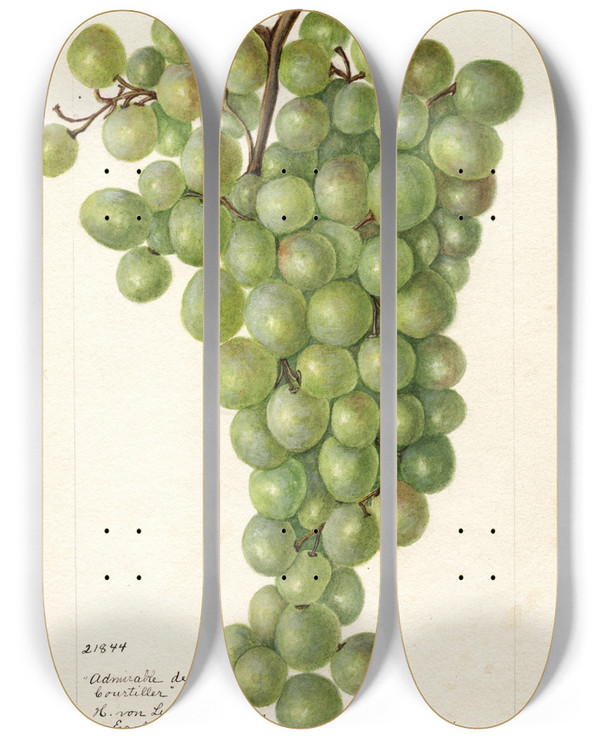 Triptych art skateboard deck of Bertha Heiges Vitis Admirable De Courtiller by Bertha Heiges (1866-1956)