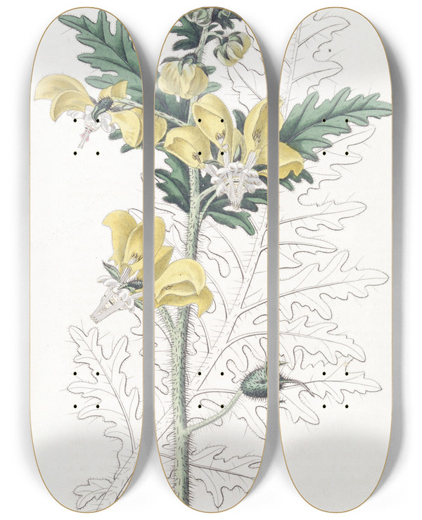 Triptych art skateboard deck of Sydenham Edwards Ambrosialeaved Loasa by Sydenham Edwards (1768-1819)