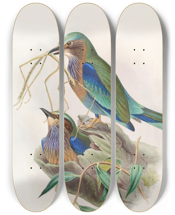 Triptych art skateboard deck of John Gould Burmese Roller by John Gould (1804-1881)