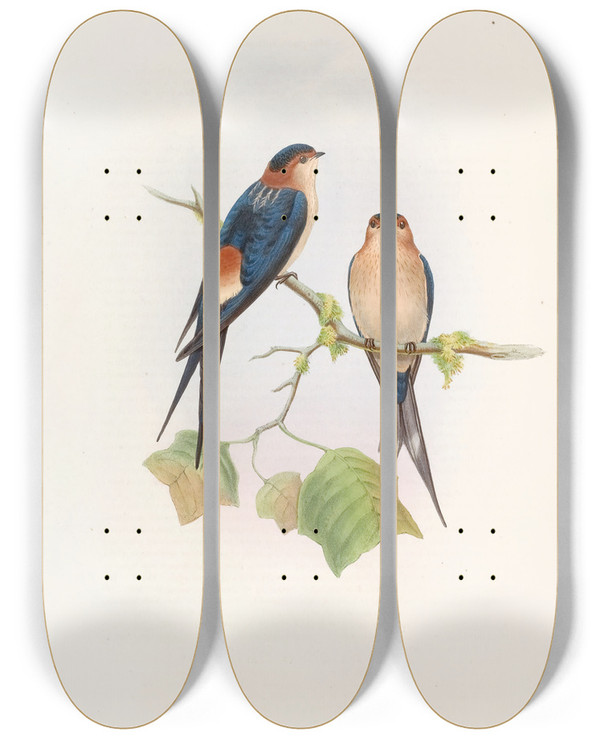 Triptych art skateboard deck of John Gould Western Mosqueswallow by John Gould (1804-1881)