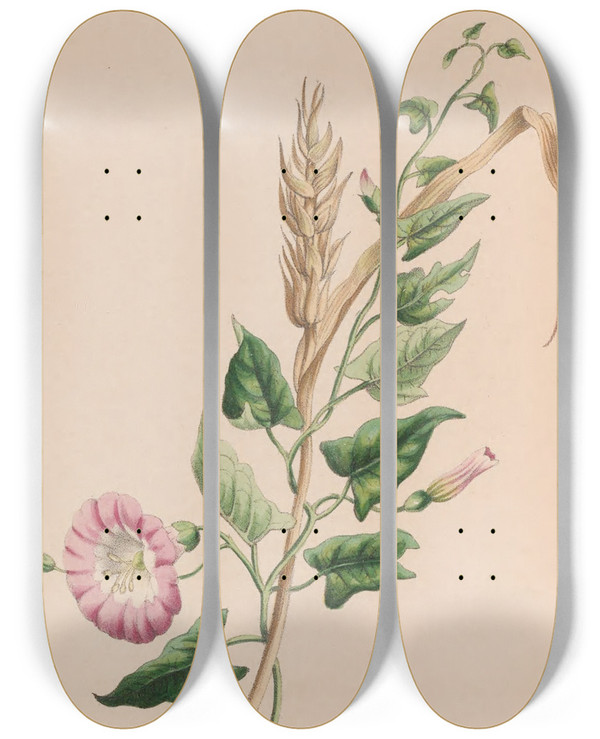 Triptych art skateboard deck of John Stevens Henslow Geranium by John Stevens Henslow (1796-1861)