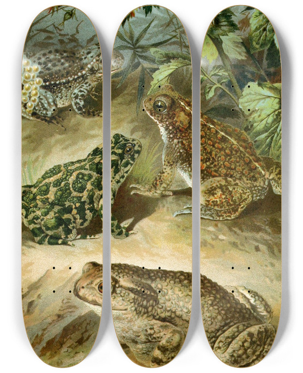 Triptych art skateboard deck of Bruno Drigen Bufo Vulgaris Bufo Viridis Bufo Calamita Alytes Obstetricans by Bruno Durigen (1853-1930)