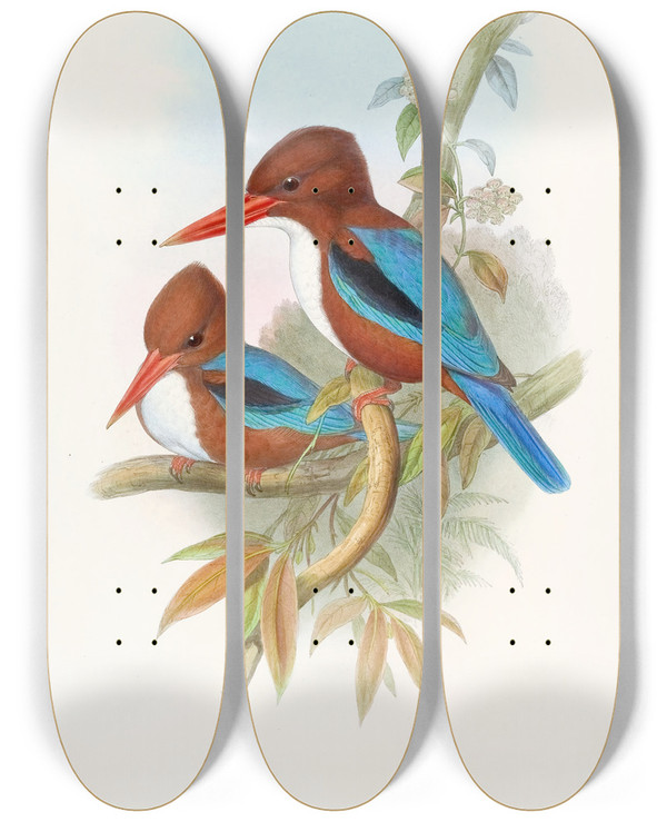 Triptych art skateboard deck of John Gould Indian Kingfisher_2 by John Gould (1804-1881)