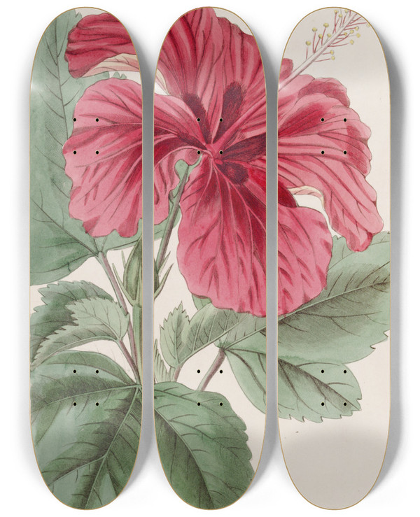 Triptych art skateboard deck of Sydenham Edwards Hibiscus Cameronifulgens by Sydenham Edwards (1768-1819)