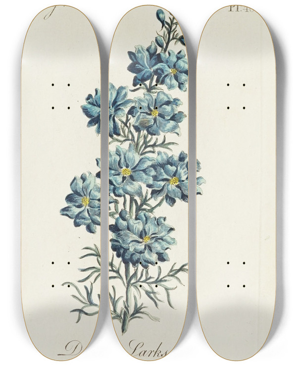 Triptych art skateboard deck of Carington Bowles Double Larkspur by Carington Bowles (1724-1793)
