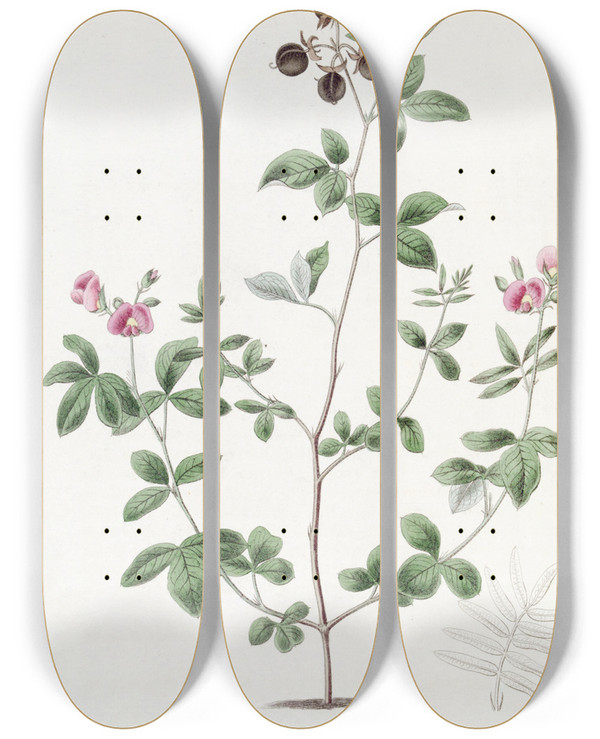 Triptych art skateboard deck of Sydenham Edwards Mr Knights Gompholobium by Sydenham Edwards (1768-1819)