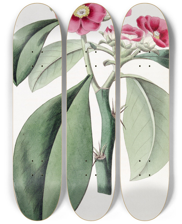 Triptych art skateboard deck of Sydenham Edwards Rosecoloured Pereskia by Sydenham Edwards (1768-1819)