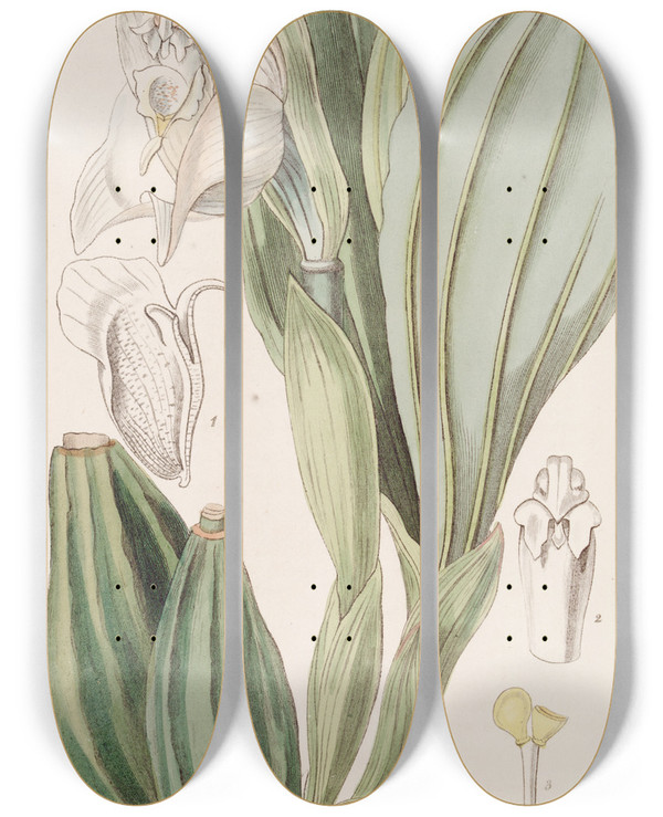 Triptych art skateboard deck of Sydenham Edwards Oneflowered Anguloa by Sydenham Edwards (1768-1819)
