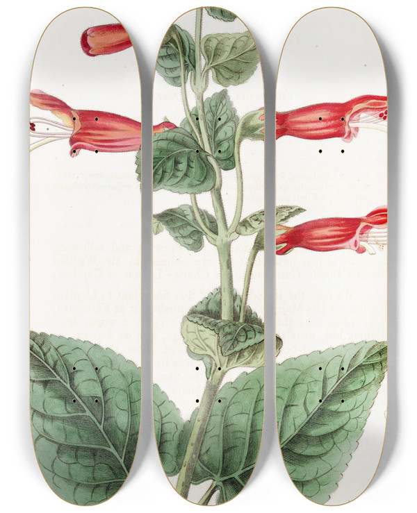 Triptych art skateboard deck of Sydenham Edwards Captain Suttons Gesnera by Sydenham Edwards (1768-1819)