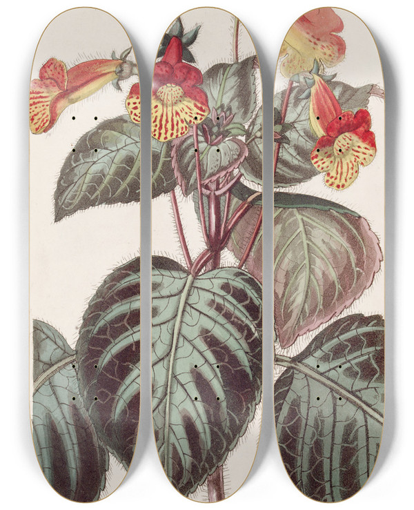 Triptych art skateboard deck of Sydenham Edwards Painted Achimenes by Sydenham Edwards (1768-1819)