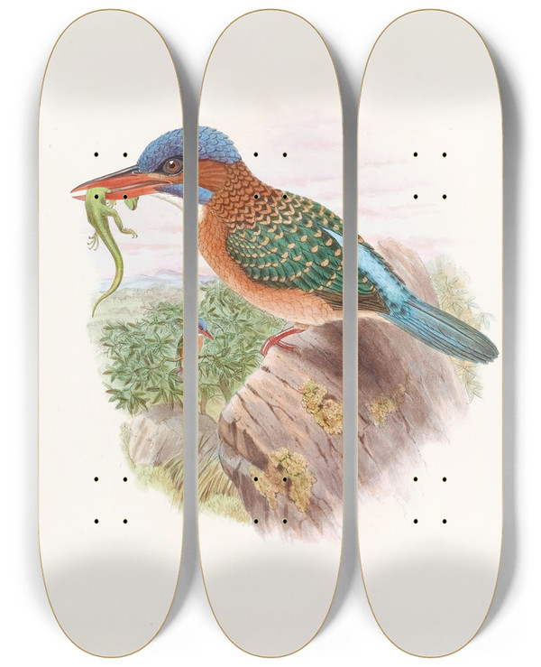 Triptych art skateboard deck of John Gould Hombrons Kingfisher by John Gould (1804-1881)