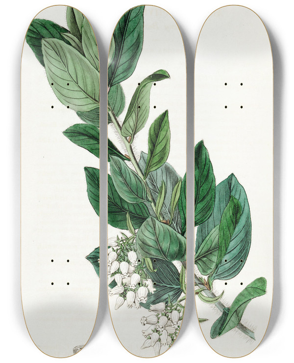 Triptych art skateboard deck of Sydenham Edwards Downy Bearberry by Sydenham Edwards (1768-1819)