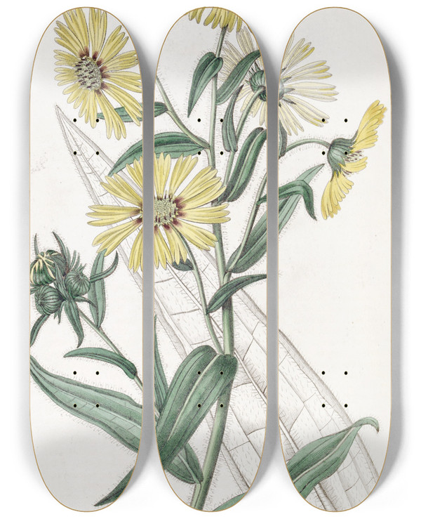 Triptych art skateboard deck of Sydenham Edwards Elegant Madia by Sydenham Edwards (1768-1819)