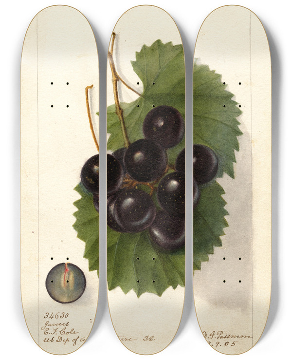 Triptych art skateboard deck of Deborah Griscom Passmore Vitis James by Deborah Griscom Passmore (1840-1911)