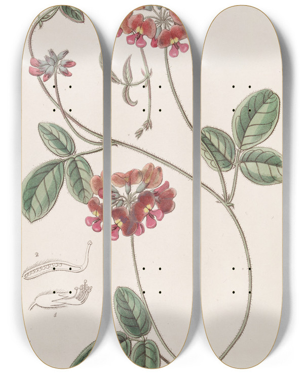 Triptych art skateboard deck of Sydenham Edwards Villous Zichya by Sydenham Edwards (1768-1819)