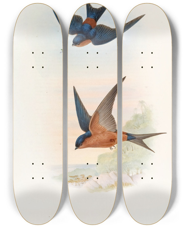 Triptych art skateboard deck of John Gould Ceylonese Mosqueswallow by John Gould (1804-1881)
