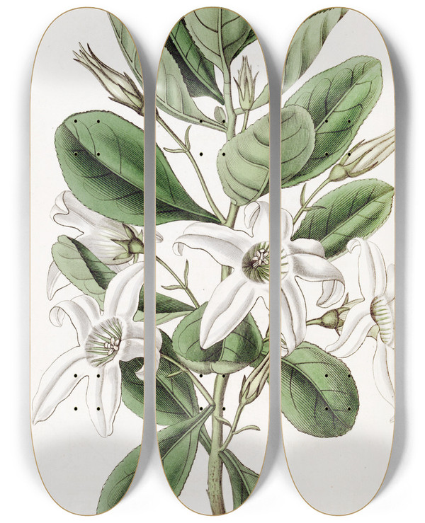 Triptych art skateboard deck of Sydenham Edwards Clammy Anthocercis by Sydenham Edwards (1768-1819)