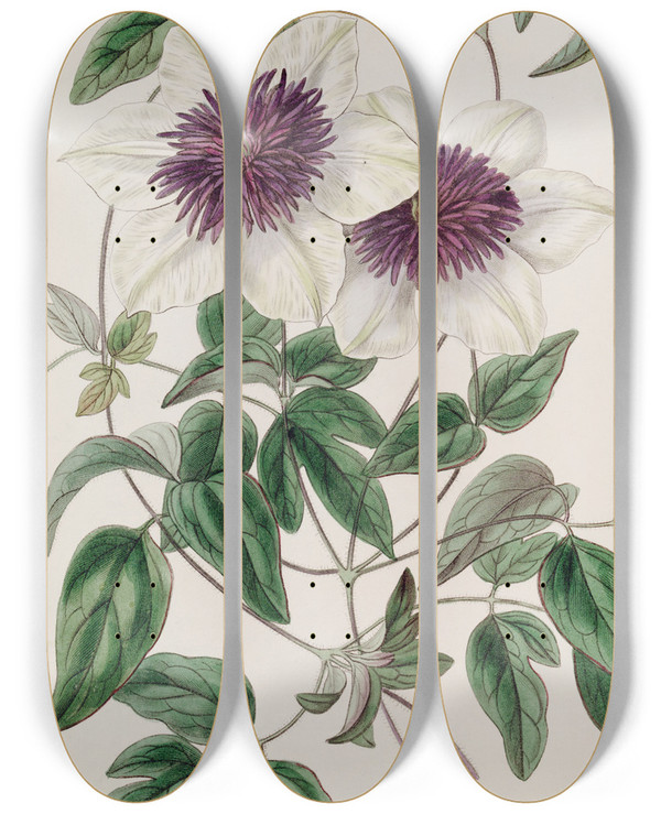 Triptych art skateboard deck of Sydenham Edwards Siebolds Clematis by Sydenham Edwards (1768-1819)