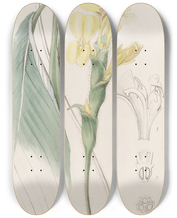 Triptych art skateboard deck of Sydenham Edwards Shaggy Calathea by Sydenham Edwards (1768-1819)
