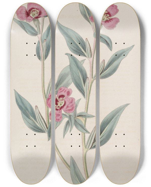 Triptych art skateboard deck of Sydenham Edwards Decumbent Purple Oenothera by Sydenham Edwards (1768-1819)